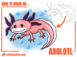 How to Draw an Axolotl – Cute Axolotl Drawing - step-by-step-drawing tutorial featured image
