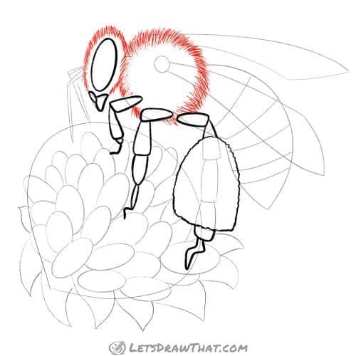 Drawing step: Draw the hairy head and thorax