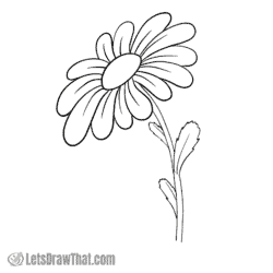 How to draw a daisy flower: finished outline drawing