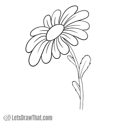 How to draw a daisy flower: finished outline drawing
