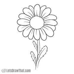 How to draw a daisy: finished outline drawing