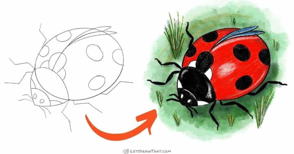 How to draw a ladybug - cute semi-realistic style - step-by-step-drawing tutorial featured image