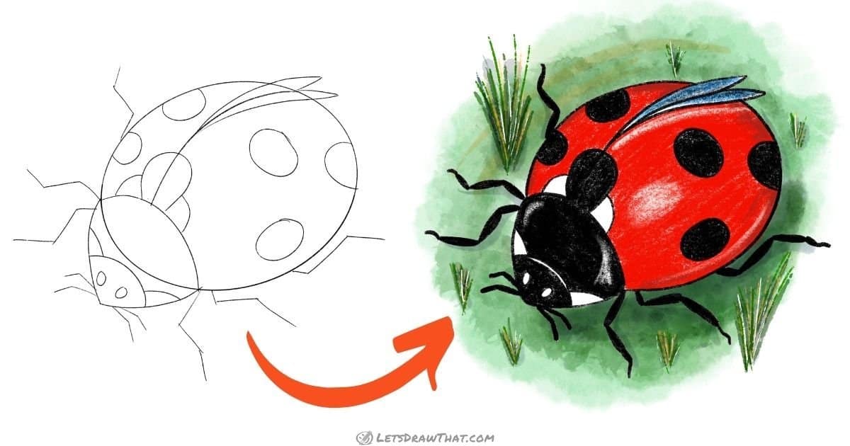 How to Draw a Ladybug – Cute Realistic Style