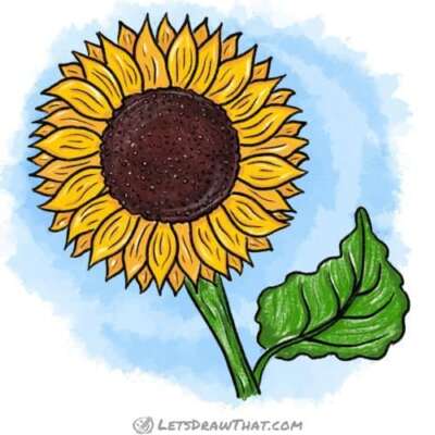 How to draw a sunflower: finished drawing coloured-in