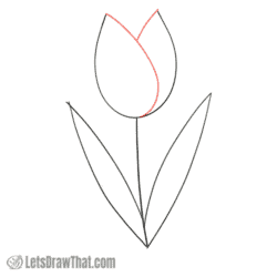 How to Draw a Tulip - Simple Step-by-Step Drawing