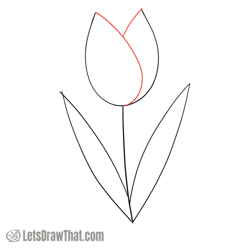 Drawing step: Sketch the tulip flower petals