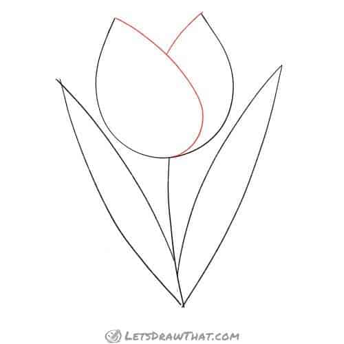Drawing step: Draw the tulip flower petals