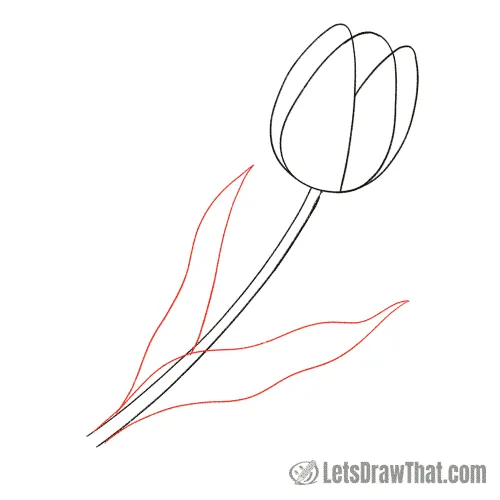 Drawing step: Draw the tulip leaves
