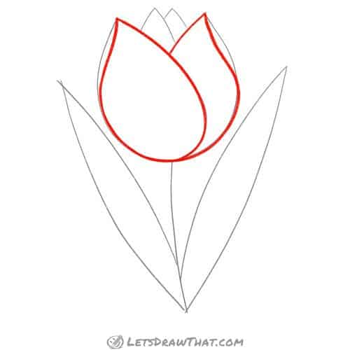 Drawing step: Outline the tulip flower