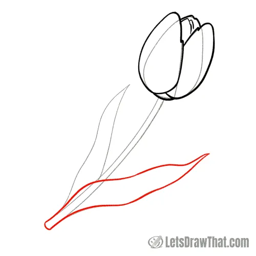 Drawing step: Draw the tulip leaf