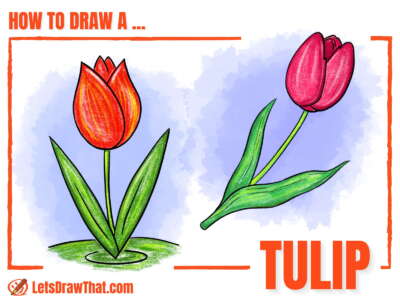 How to Draw a Tulip - Simple Step-by-Step Drawing - step-by-step-drawing tutorial featured image