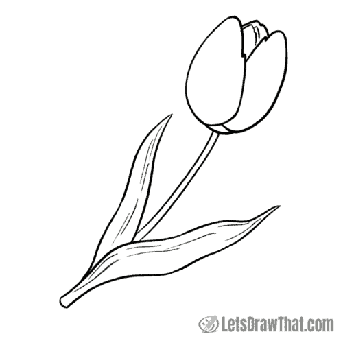 Tulip drawing outline