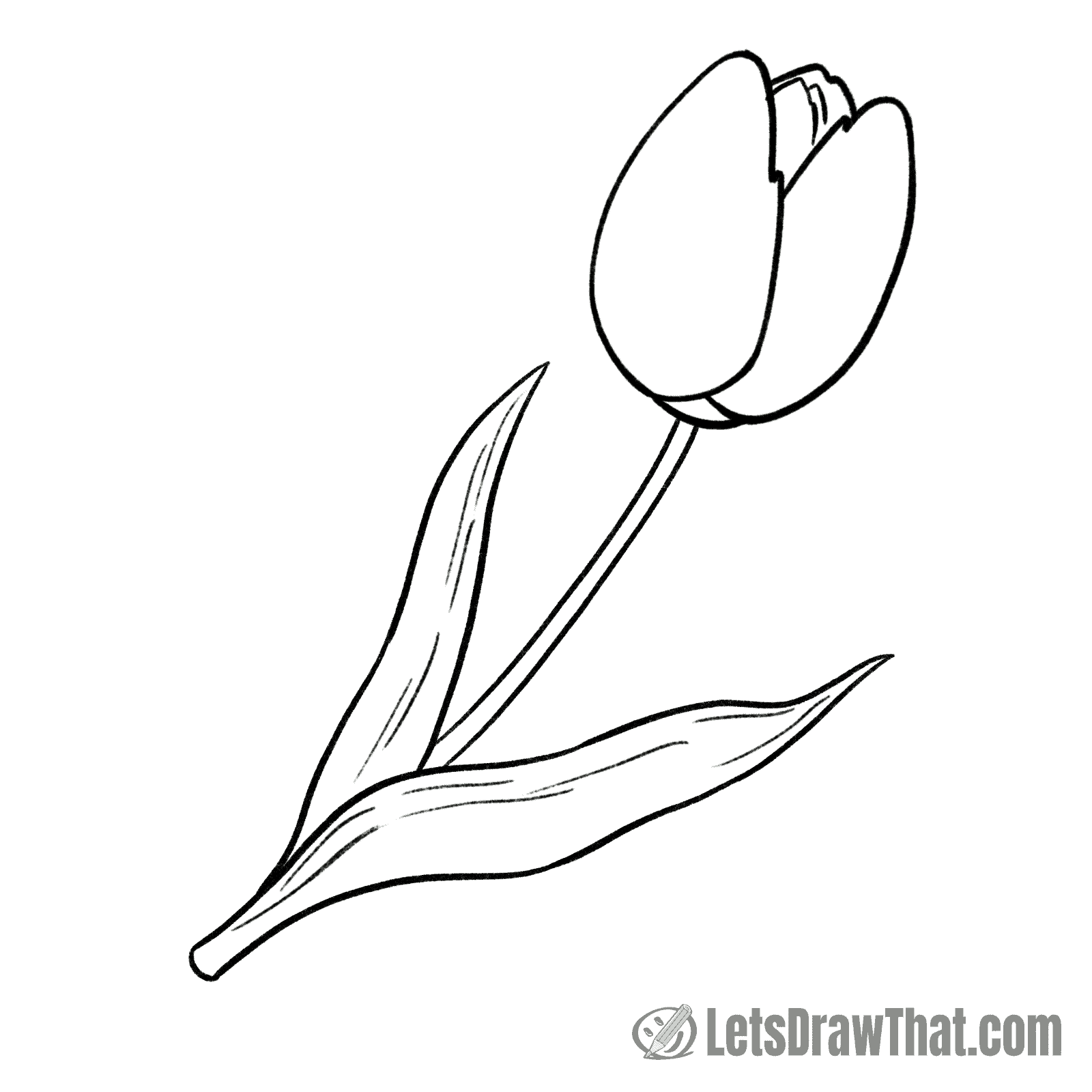 Tulip drawing outline